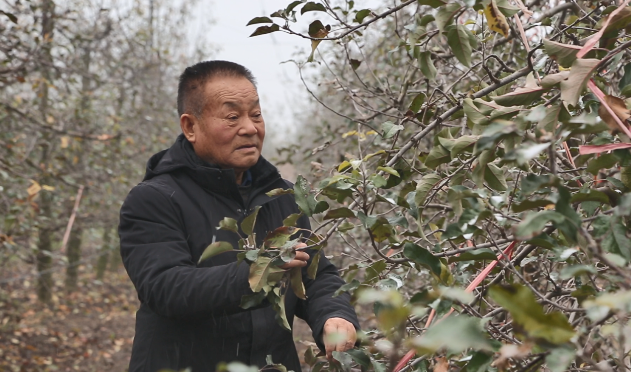 【“薪火”访谈室】陕西凤翔曹儒：与苹果树“死磕”的三十年