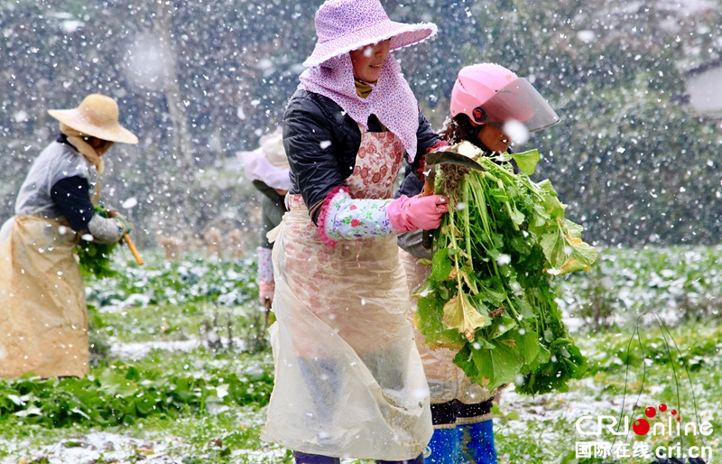 贵州黔西：瑞雪纷飞采收忙（组图）