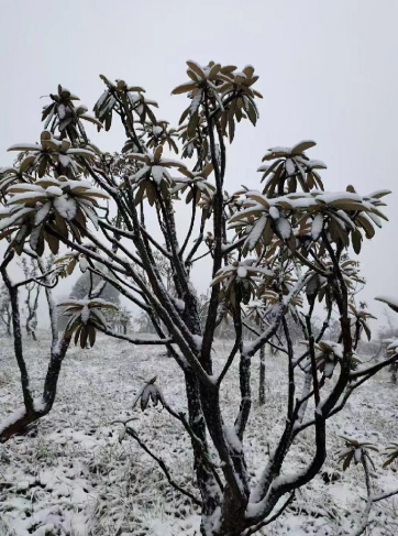 重庆南川金佛山迎来2020年冬季第一场大雪