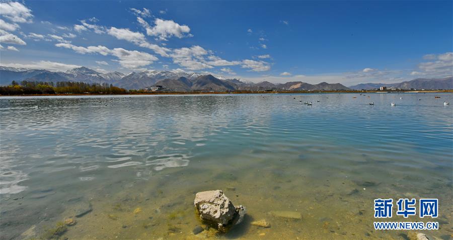 西藏拉萨：拉鲁湿地春意浓