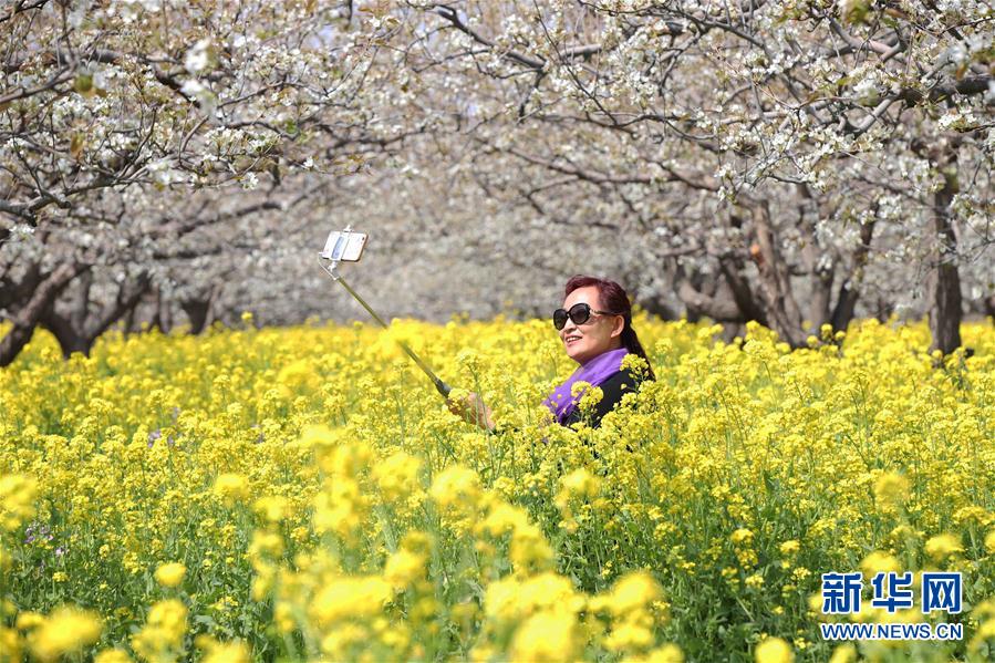 河北：人在花中游