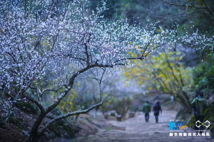 广东南雄：梅花盛开美似海