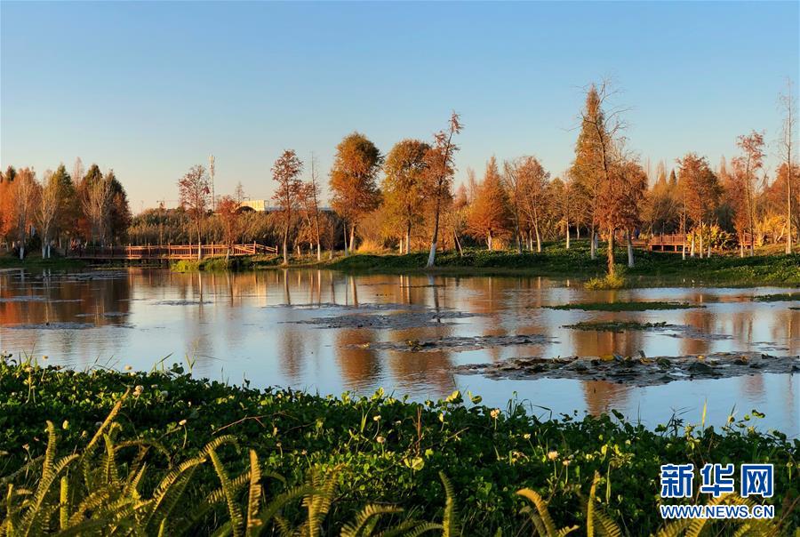 云南昆明：滇池湿地冬日美