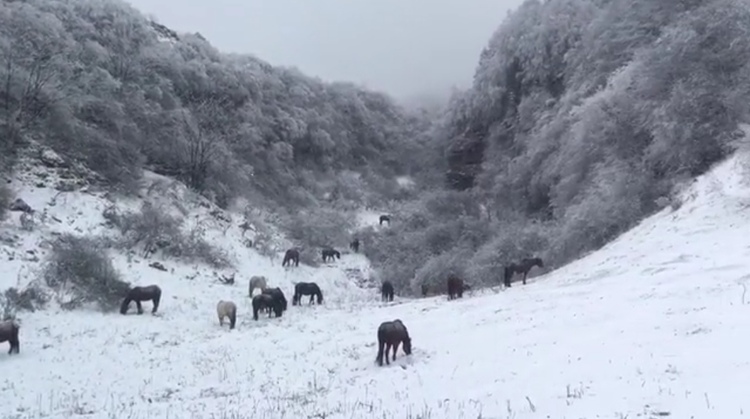 “忽如一夜春风来，千树万树梨花开”  重庆武隆仙女山迎来今冬第一场雪