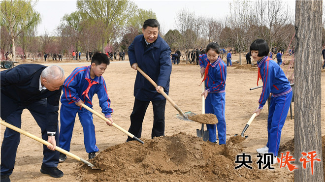 央视快评：众人植树树成林