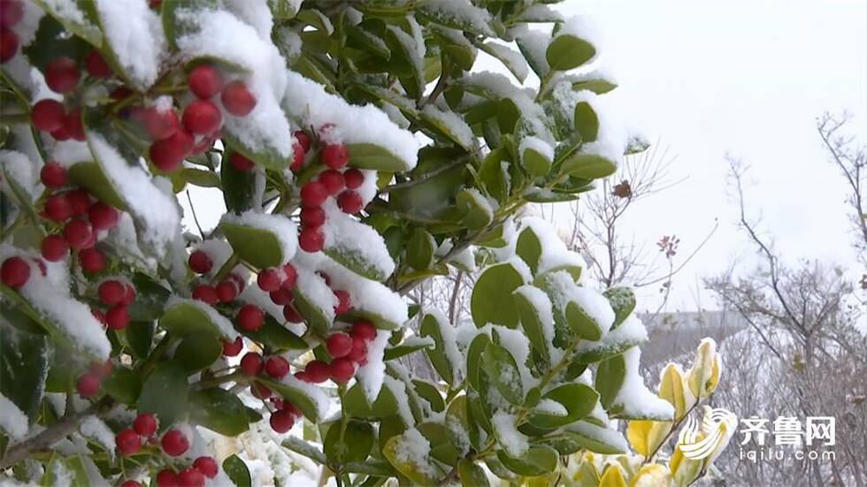 组图：看山东“雪窝子”的模样！雪后的威海美得让人沉醉