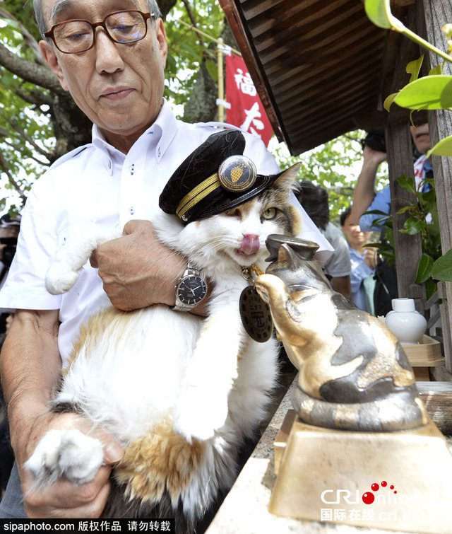 日本"猫站长"继承者亮相 开启站长职业生涯