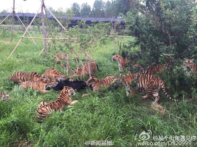 游客记录上海野生动物园猛虎咬死黑熊全程