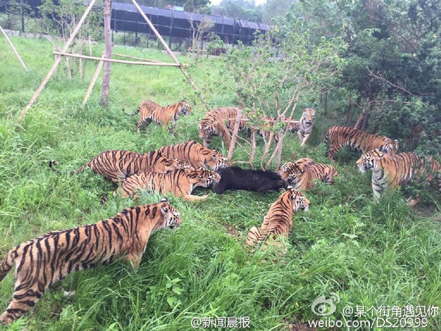 游客记录上海野生动物园猛虎咬死黑熊全程