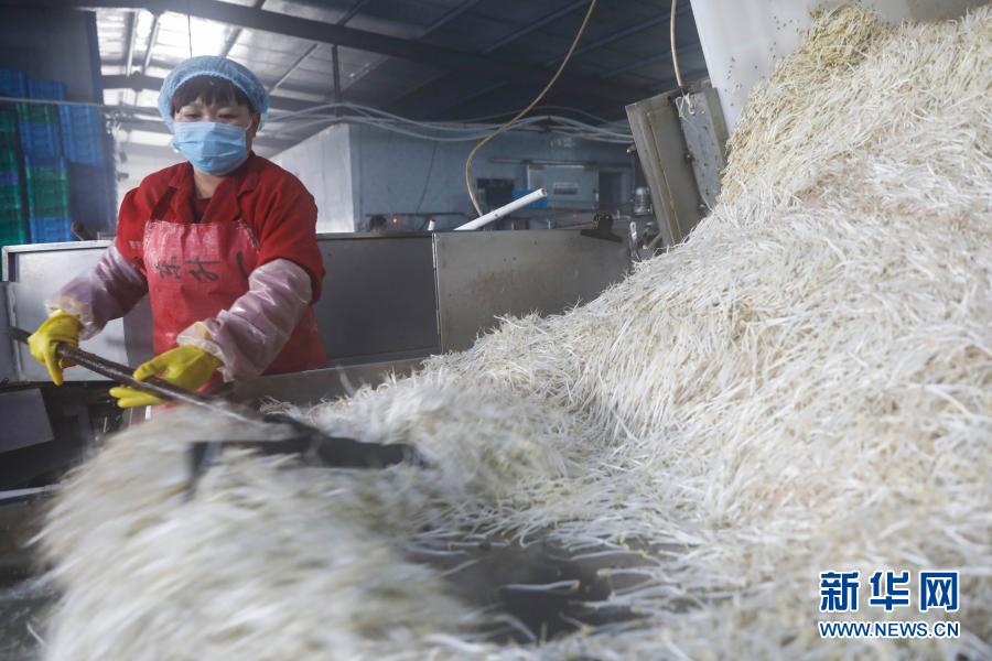 河南宝丰：工厂化生产豆芽助农增收