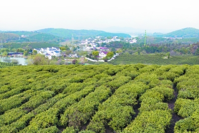 南京黄龙岘：茶香引来四方客 香茶随客走四方