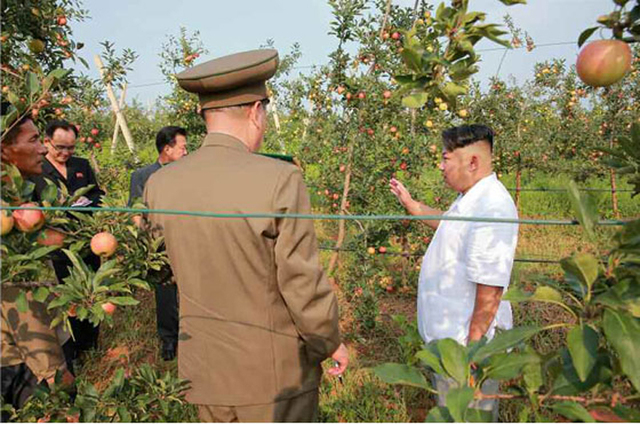 金正恩视察大同江果树综合农场 称赞水果大丰收