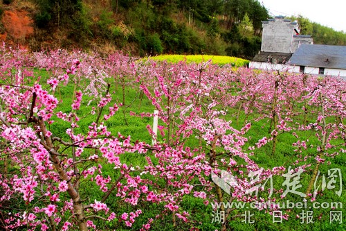 千亩桃花映红竹山大溪村