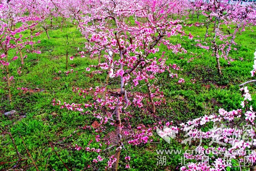 千亩桃花映红竹山大溪村