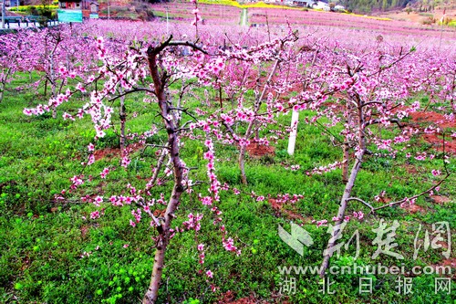 千亩桃花映红竹山大溪村