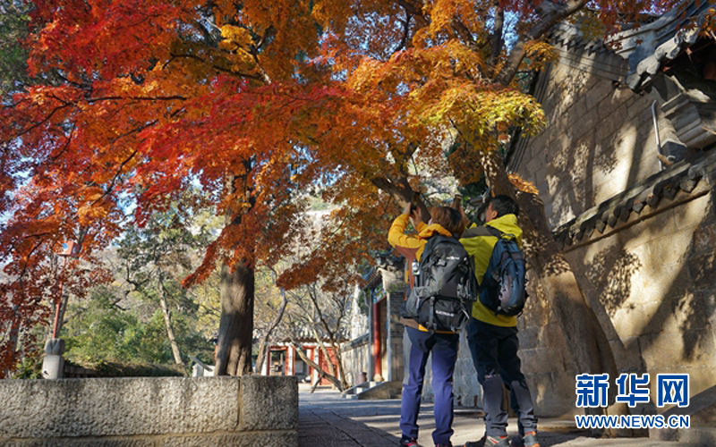 青岛崂山太清宫：古树争艳 色彩斑驳