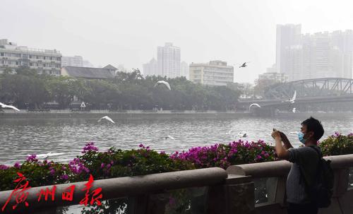 一群白鹭江上飞