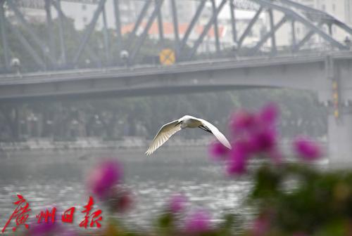 一群白鹭江上飞