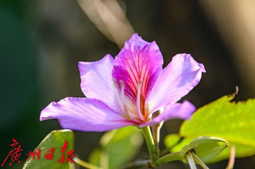 【春天总会来，花儿总会开】荔湾湖粉紫荆与新绿芽