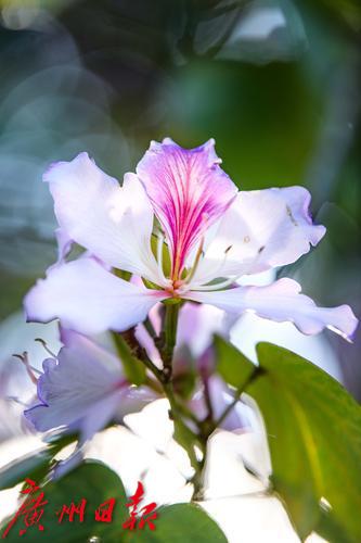 【春天总会来，花儿总会开】荔湾湖粉紫荆与新绿芽