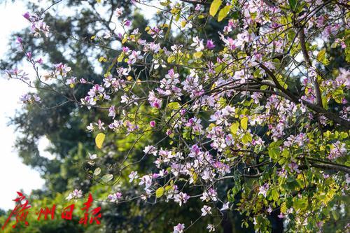 【春天总会来，花儿总会开】荔湾湖粉紫荆与新绿芽