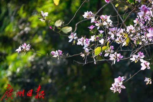 【春天总会来，花儿总会开】荔湾湖粉紫荆与新绿芽