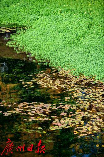 【春天总会来，花儿总会开】荔湾湖粉紫荆与新绿芽