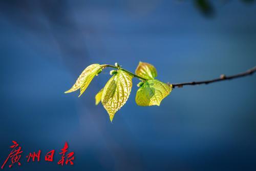 【春天总会来，花儿总会开】荔湾湖粉紫荆与新绿芽