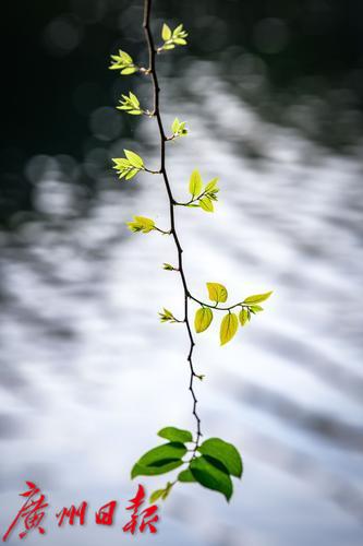 【春天总会来，花儿总会开】荔湾湖粉紫荆与新绿芽