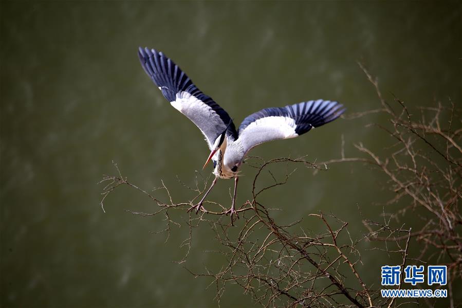 数百只苍鹭在山西平陆黄河湿地筑巢安家