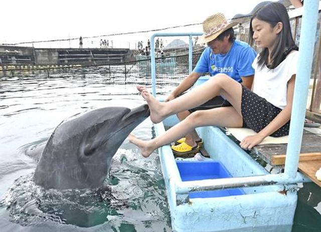 日本水族馆请海豚为游客做“足疗”