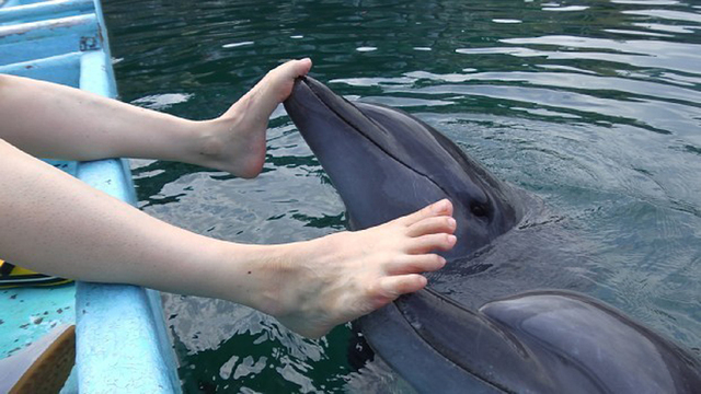 日本水族馆请海豚为游客做“足疗”