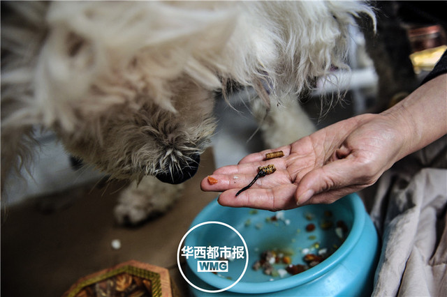 夫妻打地铺陪宠物输液 喂其虫草