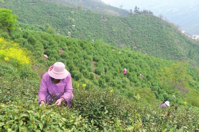 【河南好项目-图片】信阳茶园美如画