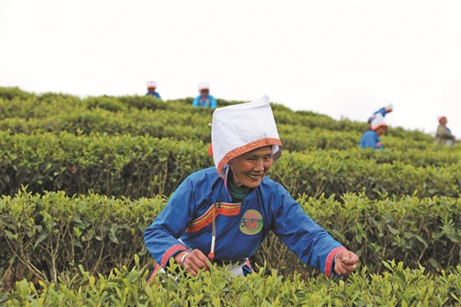 采茶大比拼 欢乐满山村