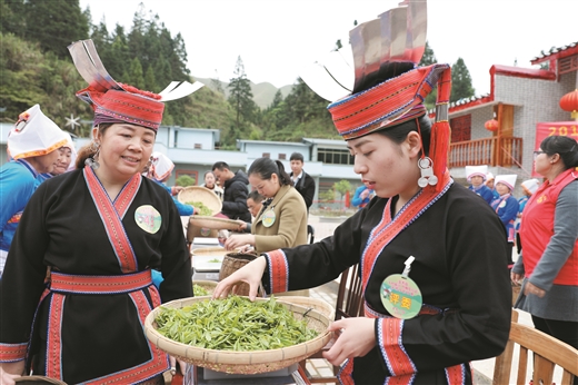 采茶大比拼 欢乐满山村