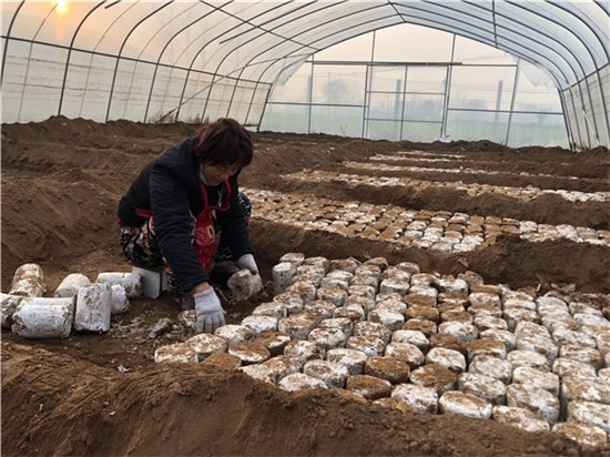 平顶山市郏县白庙乡：配齐“菜篮子” 装满“钱袋子”