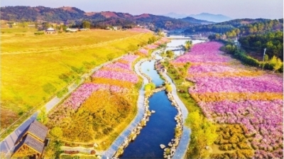 3000亩格桑花4月底盛放成花海