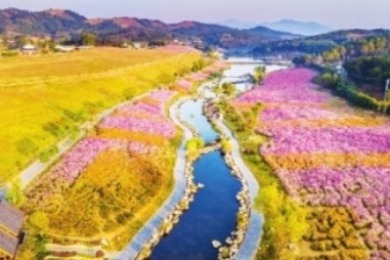 3000亩格桑花4月底盛放成花海