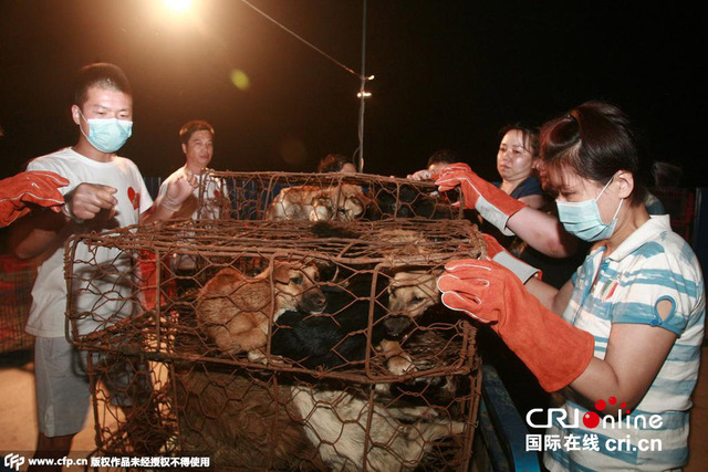 被救千条"玉林狗"在劫难逃:每天都死狗 仅剩400只