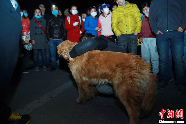 被救千条"玉林狗"在劫难逃:每天都死狗 仅剩400只