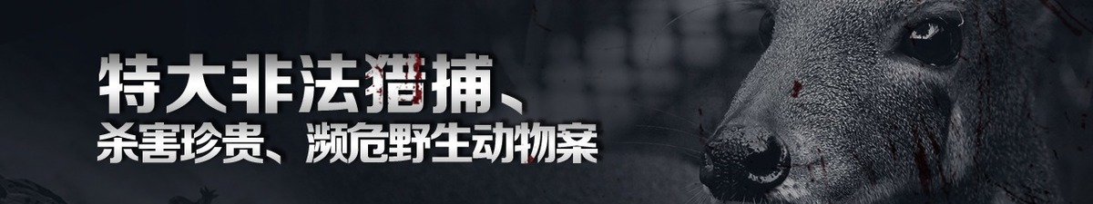 【直播天下】现在开庭：特大非法猎捕、杀害珍贵、濒危野生动物案_fororder_banner