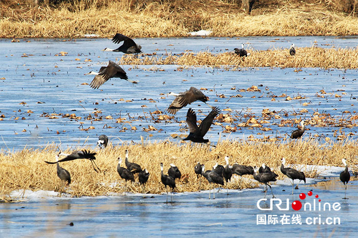 04【吉林】【供稿】【生态吉林（标题）】2000多只白头鹤在吉林九台湿地省级自然保护区停歇