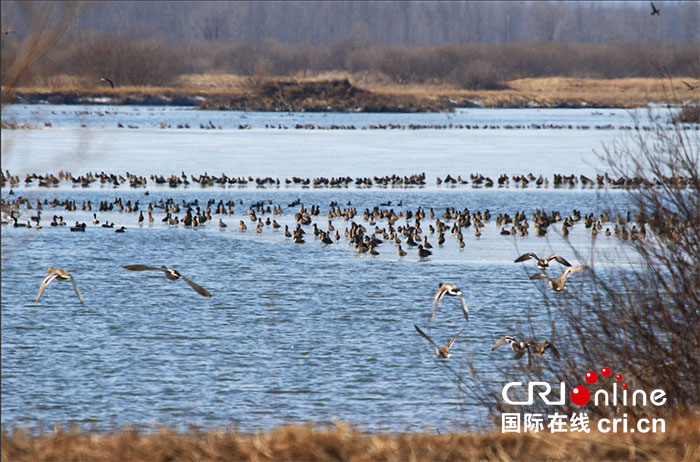 04【吉林】【供稿】【生态吉林（标题）】2000多只白头鹤在吉林九台湿地省级自然保护区停歇