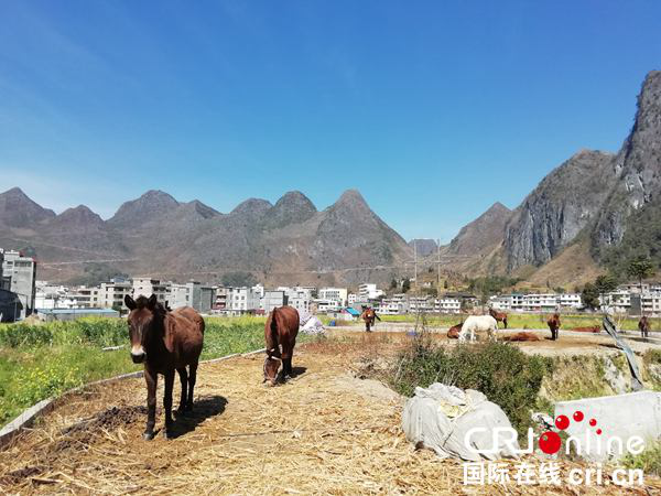 田林马帮：马背上的脱贫致富路