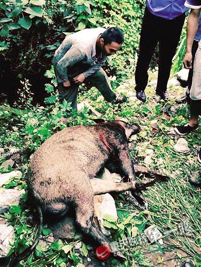 重庆一野猪蹿进大渡口咬人 警察一枪毙命