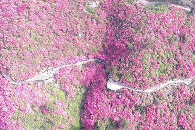 四月诗景云雾山 满山杜鹃红遍天