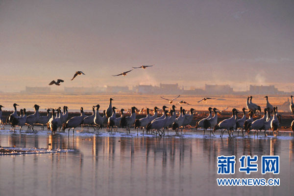 以习近平同志为总书记的党中央关心西藏发展纪实