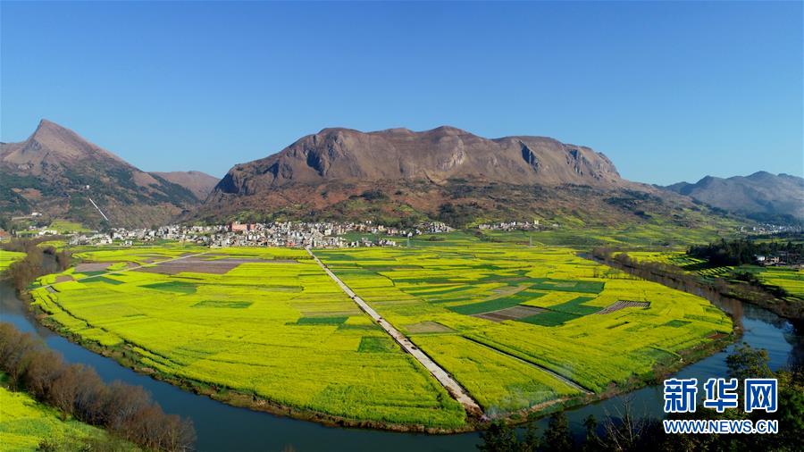 云南罗平：油菜花开春意浓