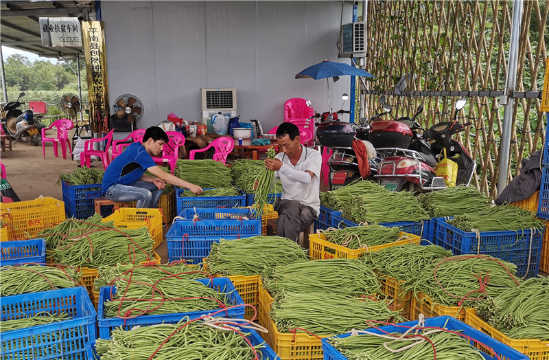 广西平南：蔬菜种植助增收 脱贫致富正当时